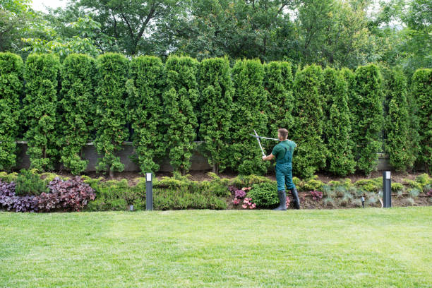 Lawn Renovation and Restoration in Innovation, VA