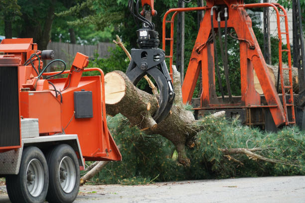 Why Choose Our Tree Removal Services in Innovation, VA?